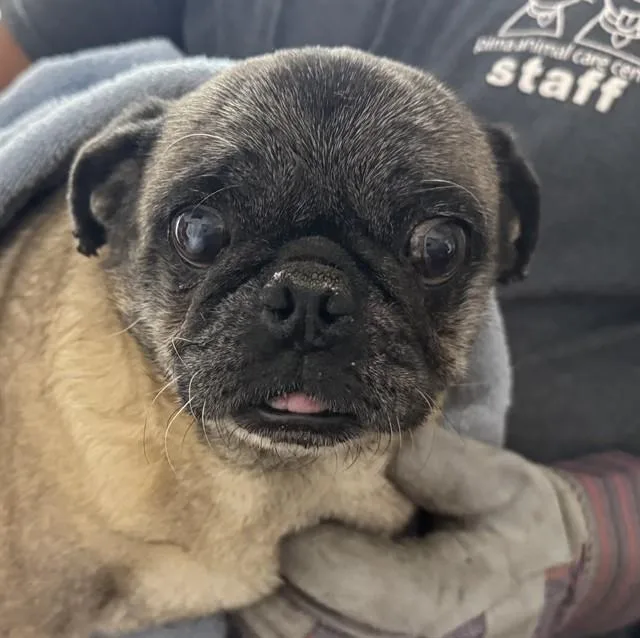 An adult small-sized female Pug dog named Otis for adoption in Tucson, AZ