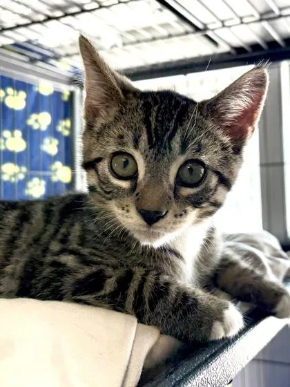 A baby small-sized male Domestic Short Hair cat named Panini for adoption in New Orleans, LA