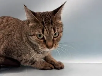 An adult small-sized female Domestic Short Hair cat named Suzy for adoption in Golden Valley, MN