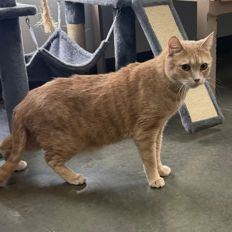 An adult small-sized male White Domestic Short Hair cat named Thomas for adoption in Idaho Falls, ID