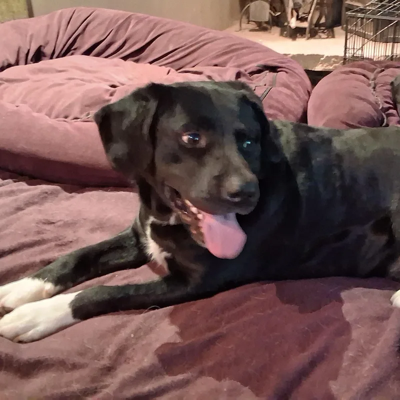 A young large-sized male Black Labrador Retriever dog named Tony for adoption in North Jackson, OH