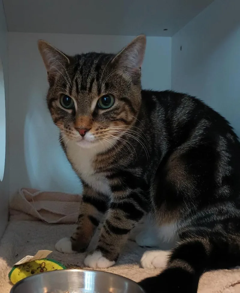A young small-sized male Domestic Short Hair cat named Olly for adoption in Hyde Park, NY