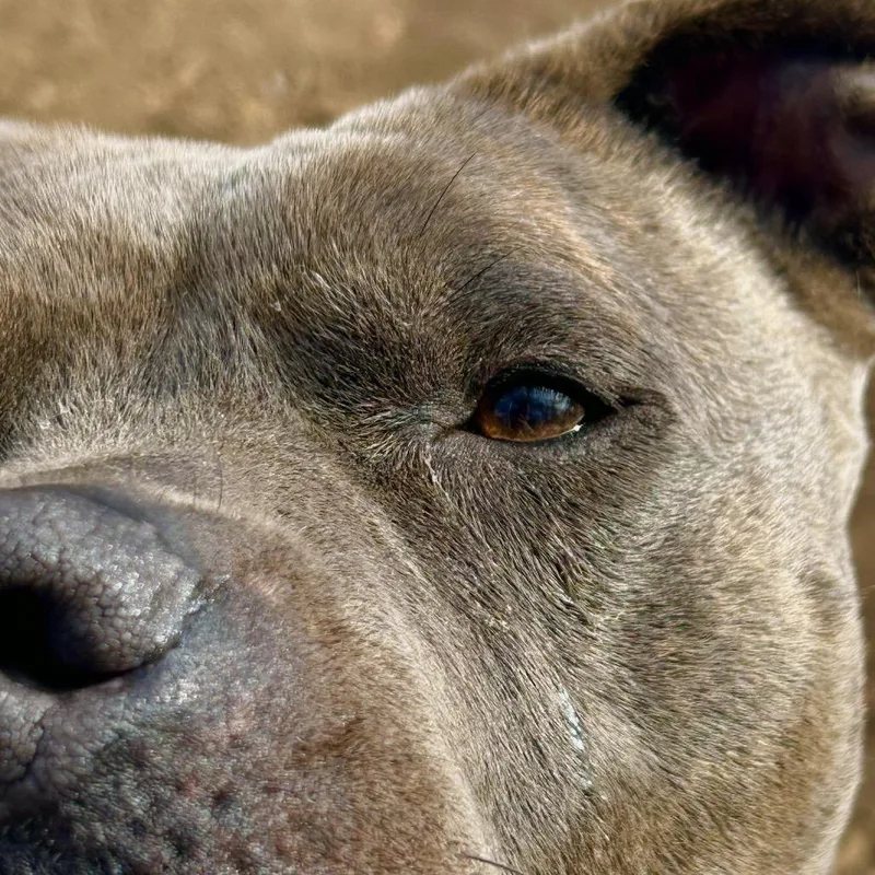 An adult medium-sized female Brindle Pit Bull Terrier dog named Nala Bell for adoption in Kyle, TX