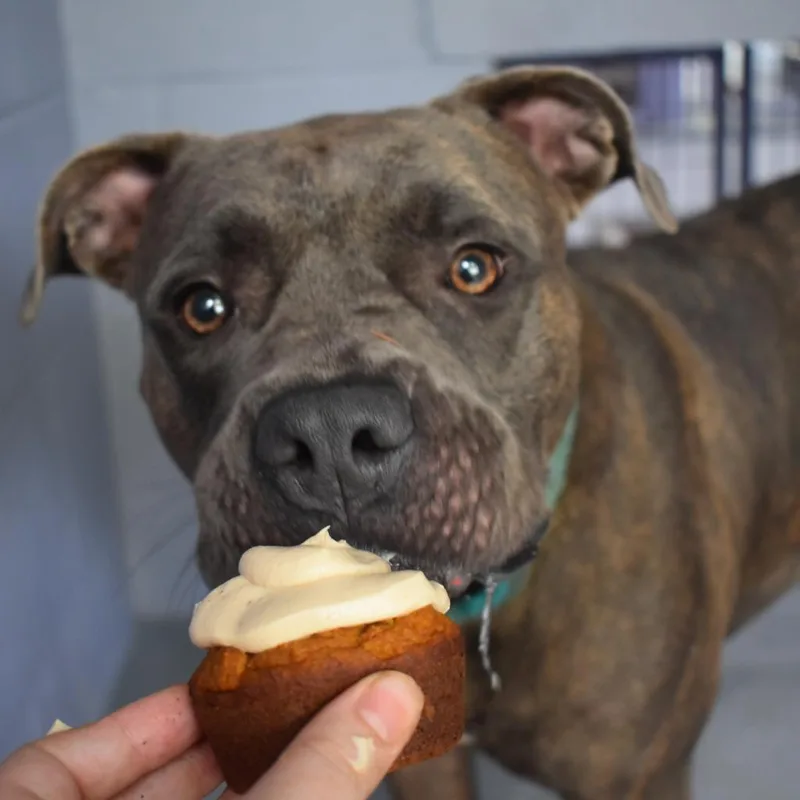 Nala Bell thumbnail 4