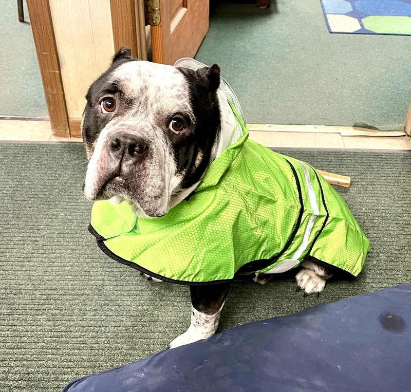 An adult medium-sized male Pit Bull Terrier dog named Rocco for adoption in Westminster, MD