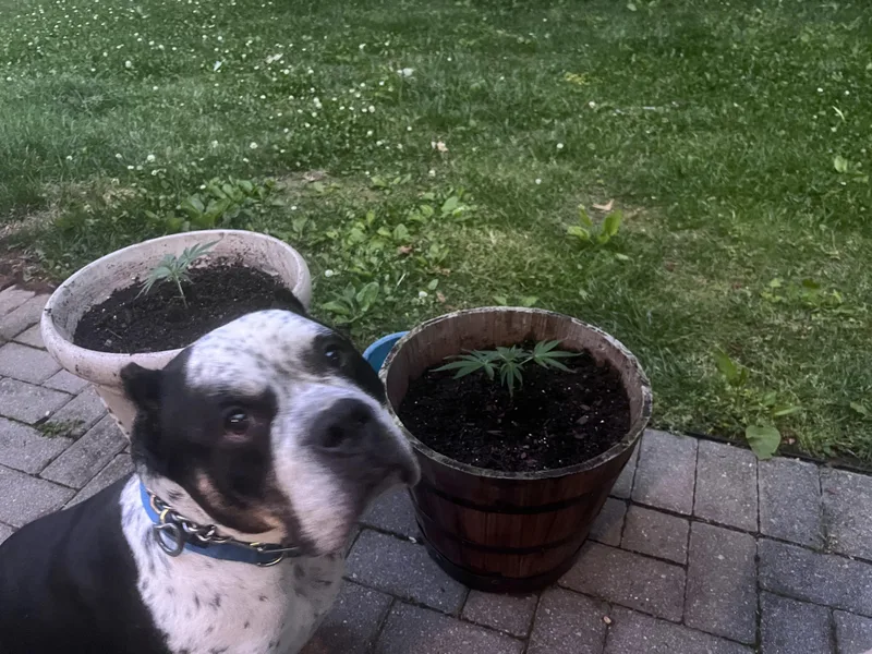 Rocco thumbnail 4