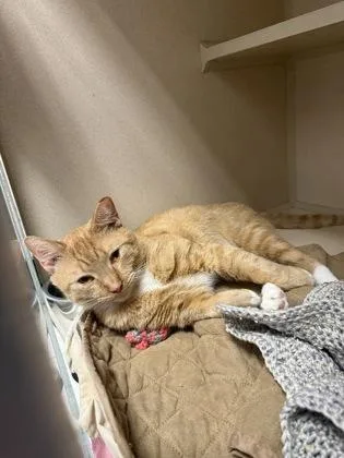 A young small-sized male Domestic Short Hair cat named Simba Office cat for adoption in East Brookfield, MA