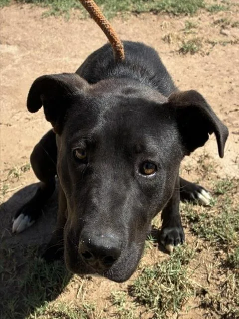 A young large-sized female Pit Bull Terrier dog named Sandy for adoption in Phoenix, AZ