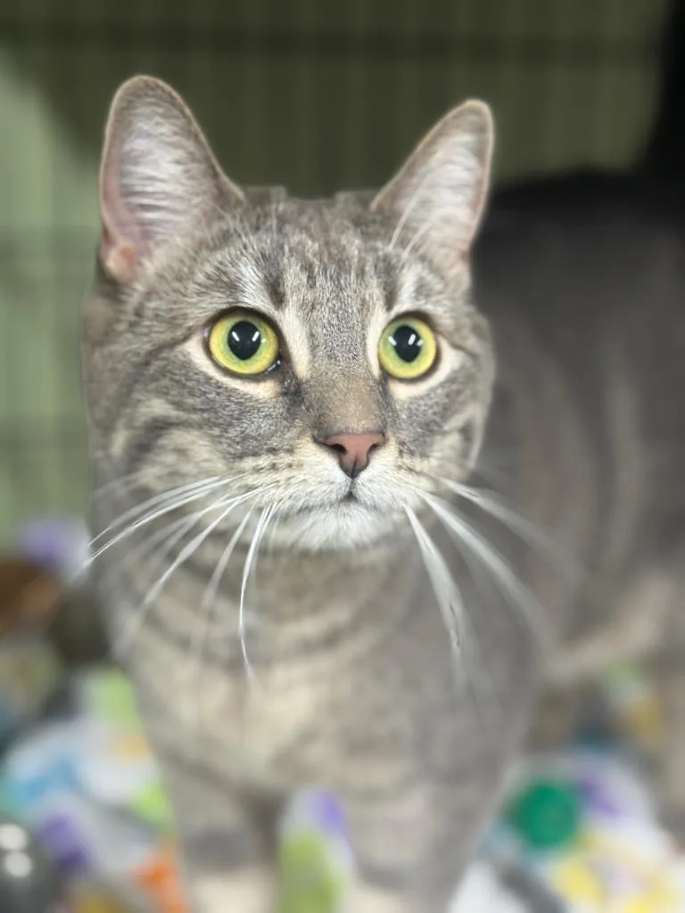 A young medium-sized female Domestic Short Hair cat named Hillbillie Princess for adoption in Auburn, IN