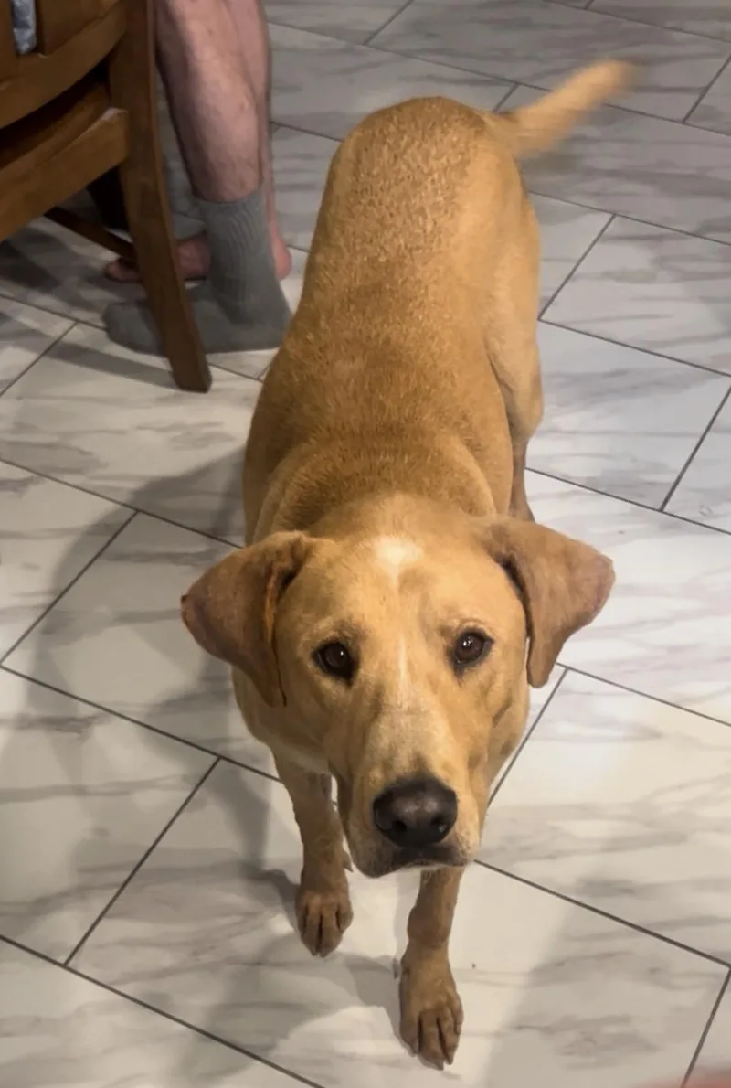 An adult large-sized female Golden Yellow Labrador Retriever dog named Abby for adoption in Albuquerque, NM