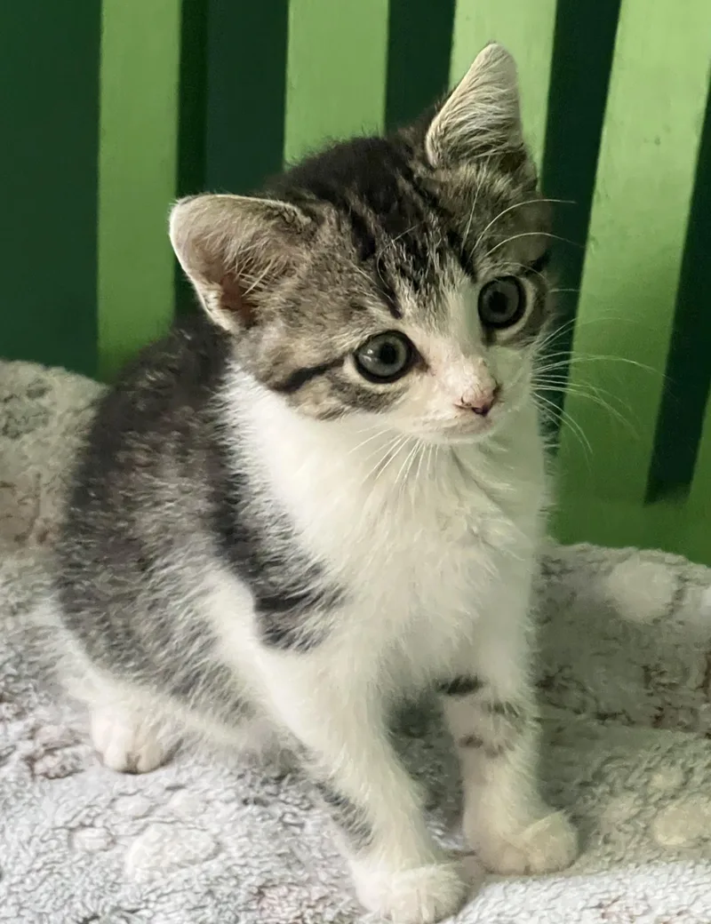 A baby medium-sized female Tabby (Tiger Striped) Domestic Short Hair cat named Sporran for adoption in Breinigsville, PA