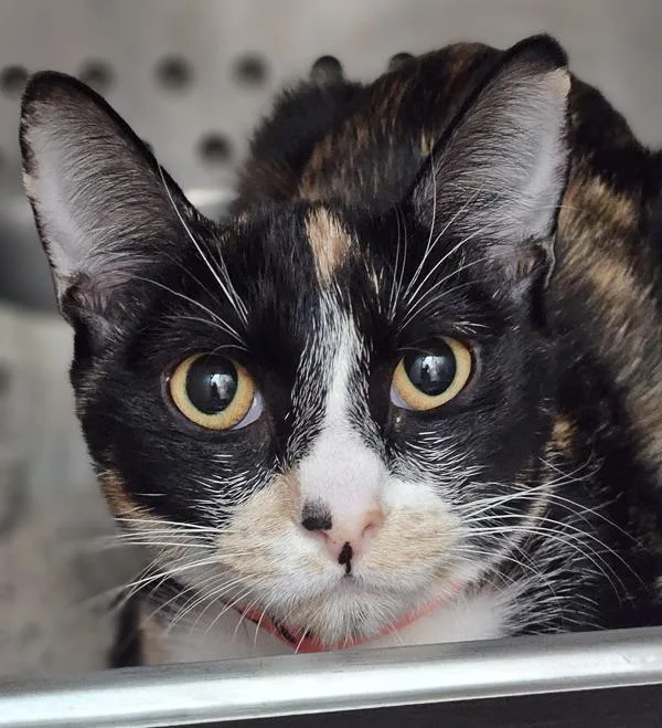 A baby small-sized female Domestic Short Hair cat named Alma for adoption in Oakland, CA
