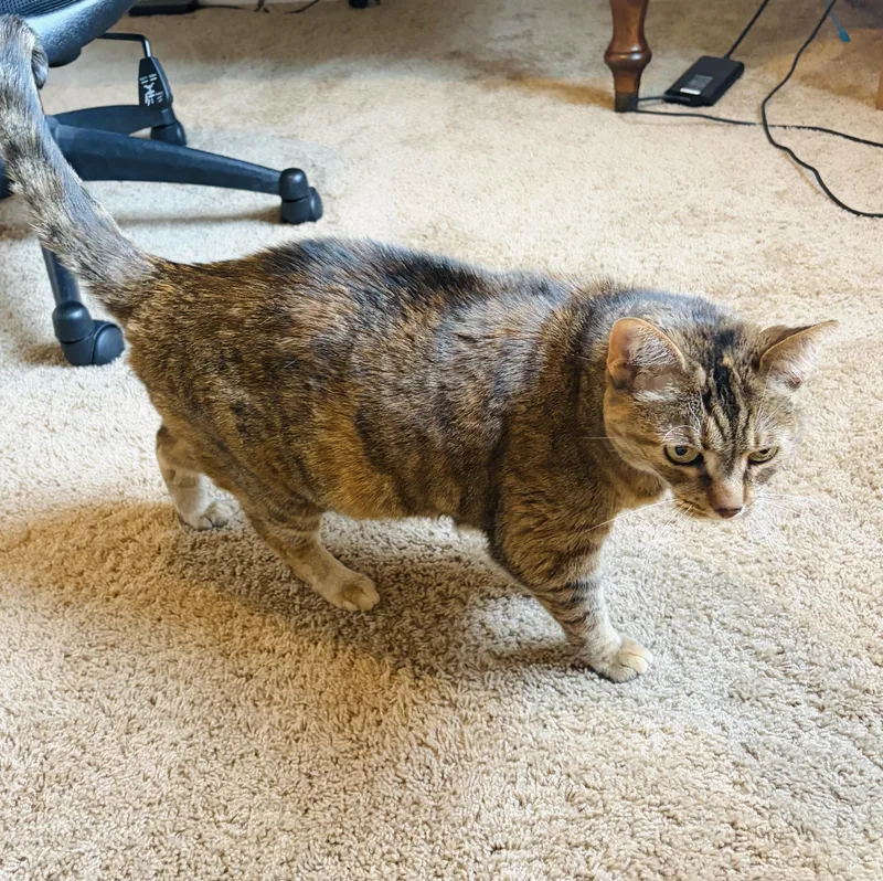 An adult medium-sized female Tabby (Brown / Chocolate) Domestic Short Hair cat named Eppywatch video for adoption in Port Orange, FL