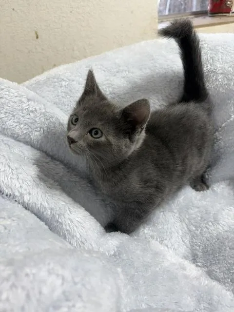 A baby medium-sized male Gray / Blue / Silver Russian Blue cat named Nikolai for adoption in Santa Cruz, CA