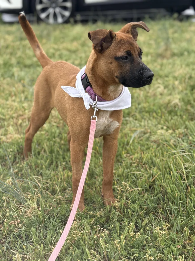 A baby medium-sized female Red / Chestnut / Orange Mixed Breed dog named Poppy for adoption in Murray, KY