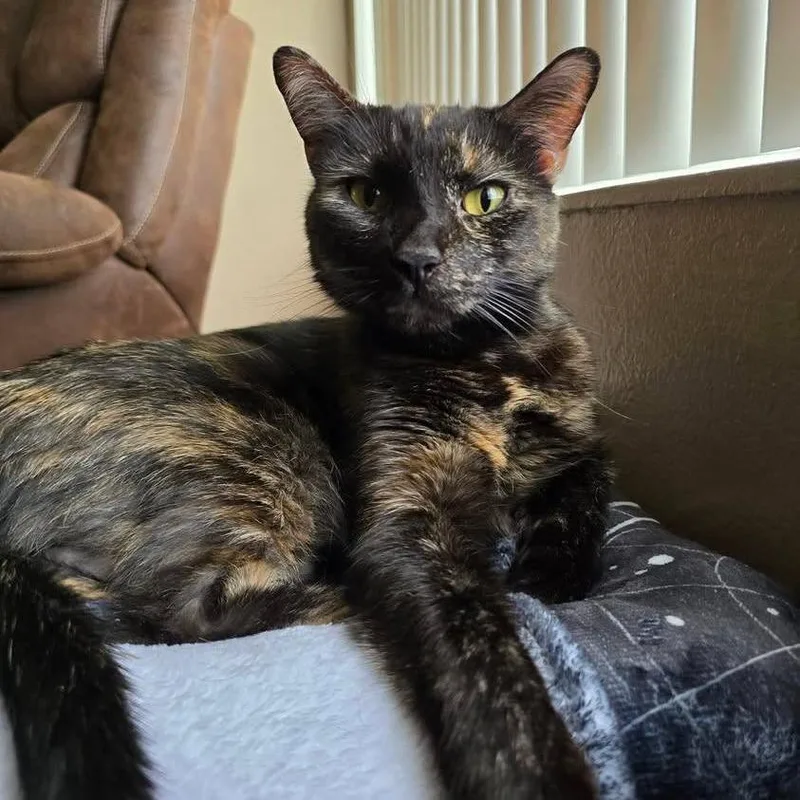 An adult small-sized female Tortoiseshell Domestic Short Hair cat named Nellie for adoption in Nampa, ID