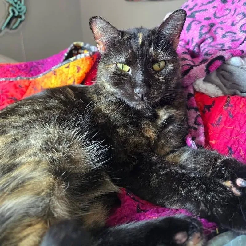 Nellie thumbnail 2