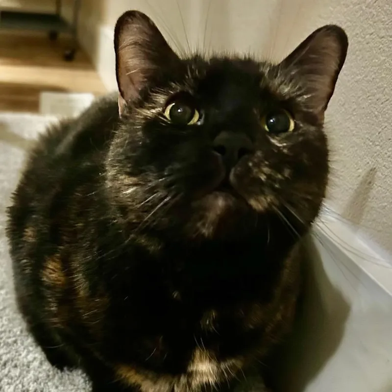Nellie thumbnail 3