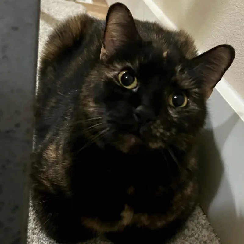 Nellie thumbnail 4