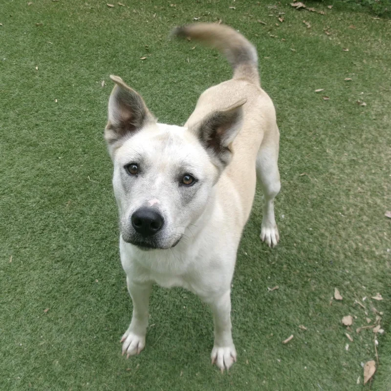 An adult medium-sized female Husky dog named Molly for adoption in Magnolia, TX