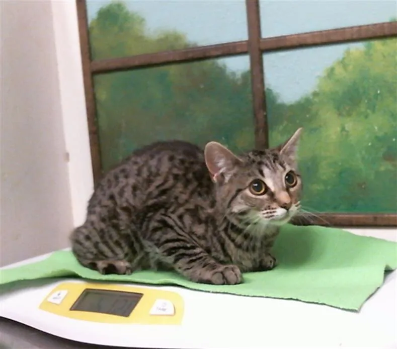 A young medium-sized female Domestic Medium Hair cat named A for adoption in Houston, TX