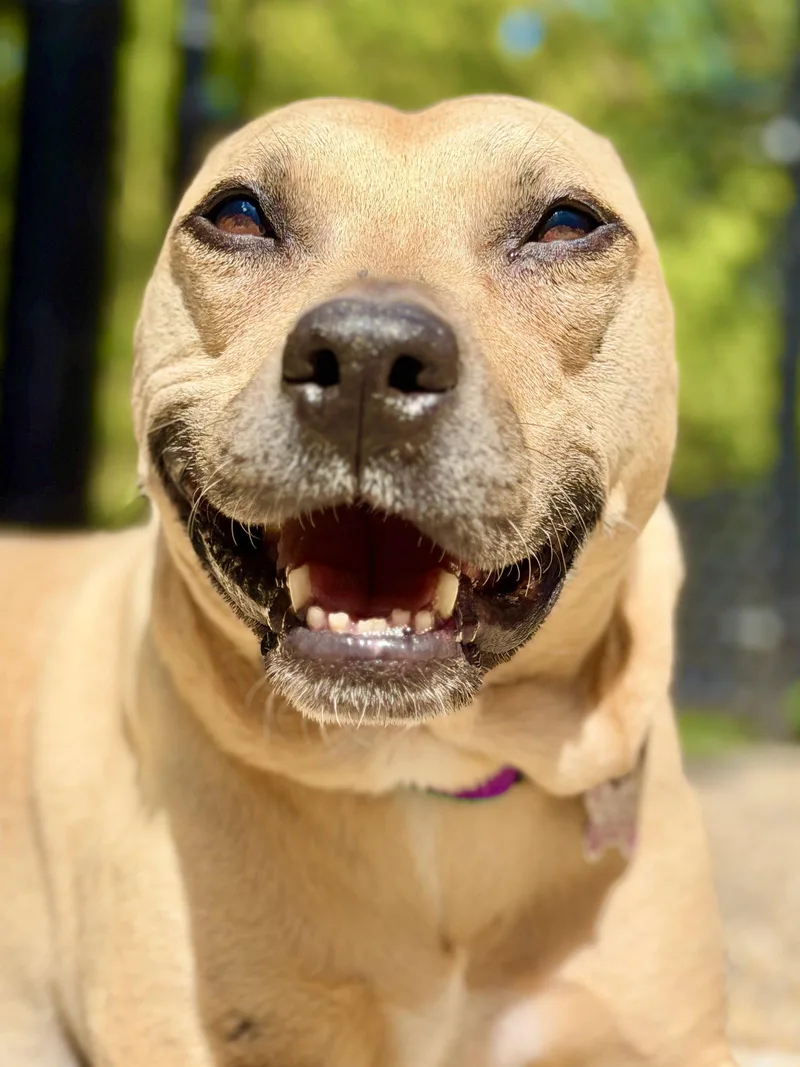 A senior medium-sized female Pit Bull Terrier dog named Dakota for adoption in West Cornwall, CT