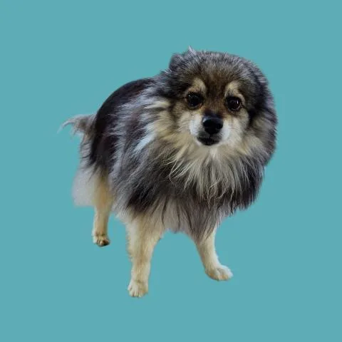 A senior small-sized male Pomeranian dog named Wolfie for adoption in Bakersfield, CA