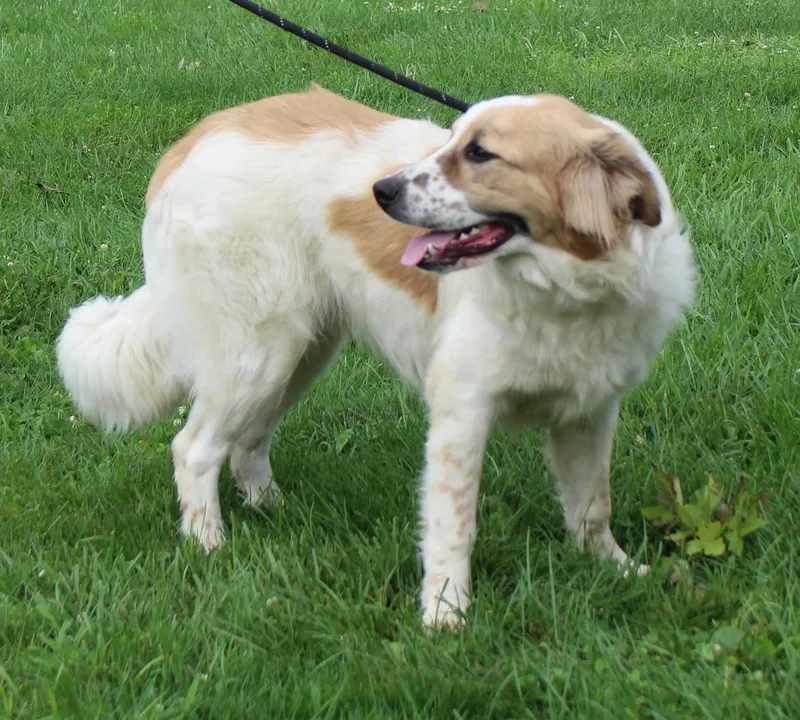 An adult large-sized male White / Cream Great Pyrenees dog named Dale for adoption in Heath, OH