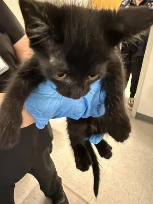 An adult small-sized male Domestic Short Hair cat named Eucalyptus for adoption in Shreveport, LA