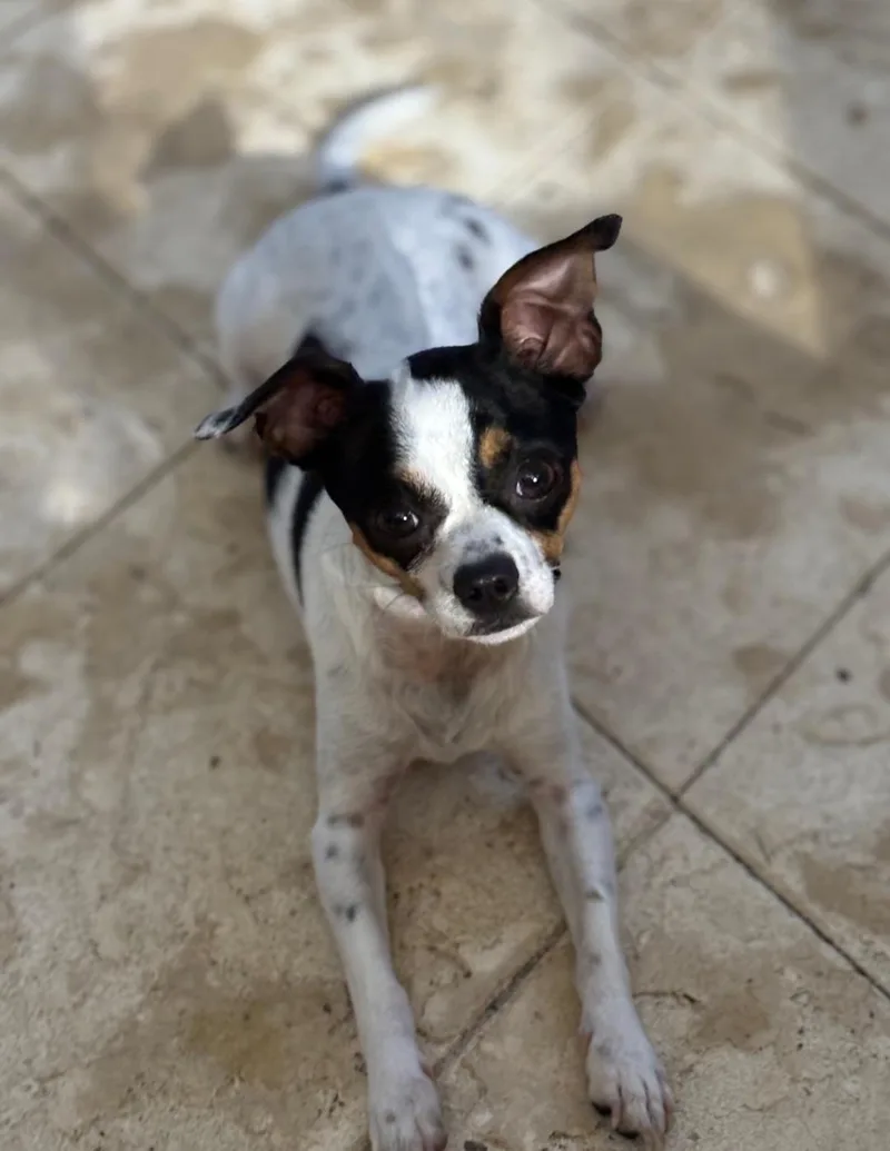 An adult small-sized male Black Chihuahua dog named Taco Bell for adoption in Gainesville, FL