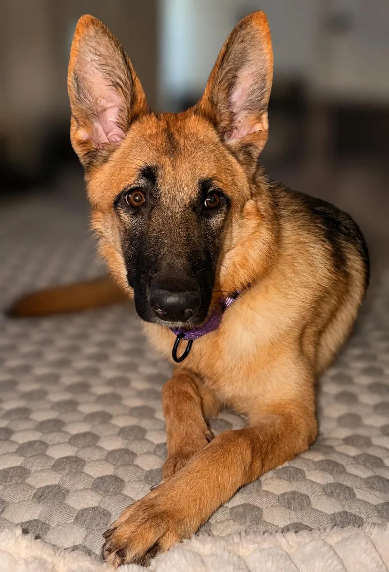 A young large-sized female Yellow / Tan / Blond / Fawn German Shepherd Dog dog named Sophia for adoption in Delray Beach, FL