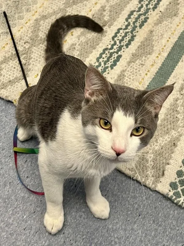 An adult medium-sized male Domestic Short Hair cat named Oreo for adoption in Golden, CO
