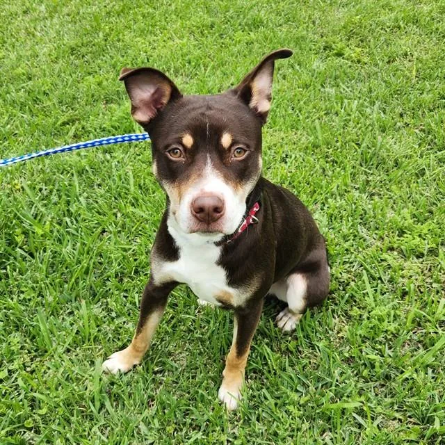 A young large-sized male Australian Kelpie dog named A for adoption in Wylie, TX