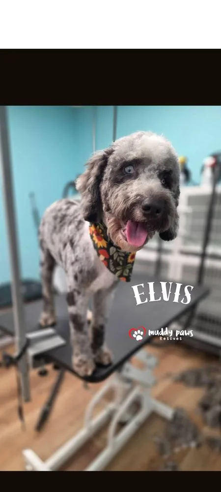 Elvis