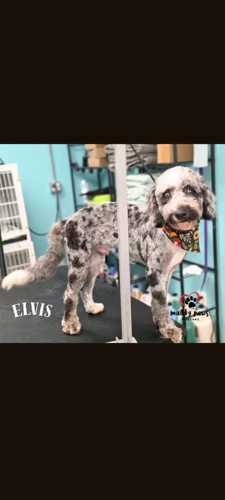Elvis thumbnail 2