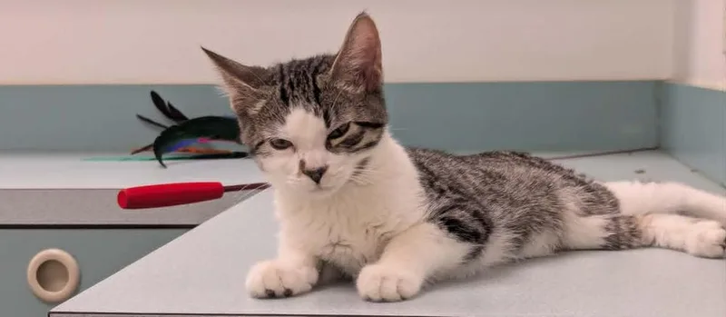 A baby medium-sized male Domestic Short Hair cat named Oscar for adoption in South Bend, IN