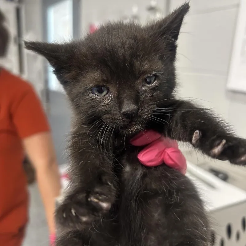 A baby small-sized male Black Domestic Short Hair cat named Palm for adoption in Greenville, SC