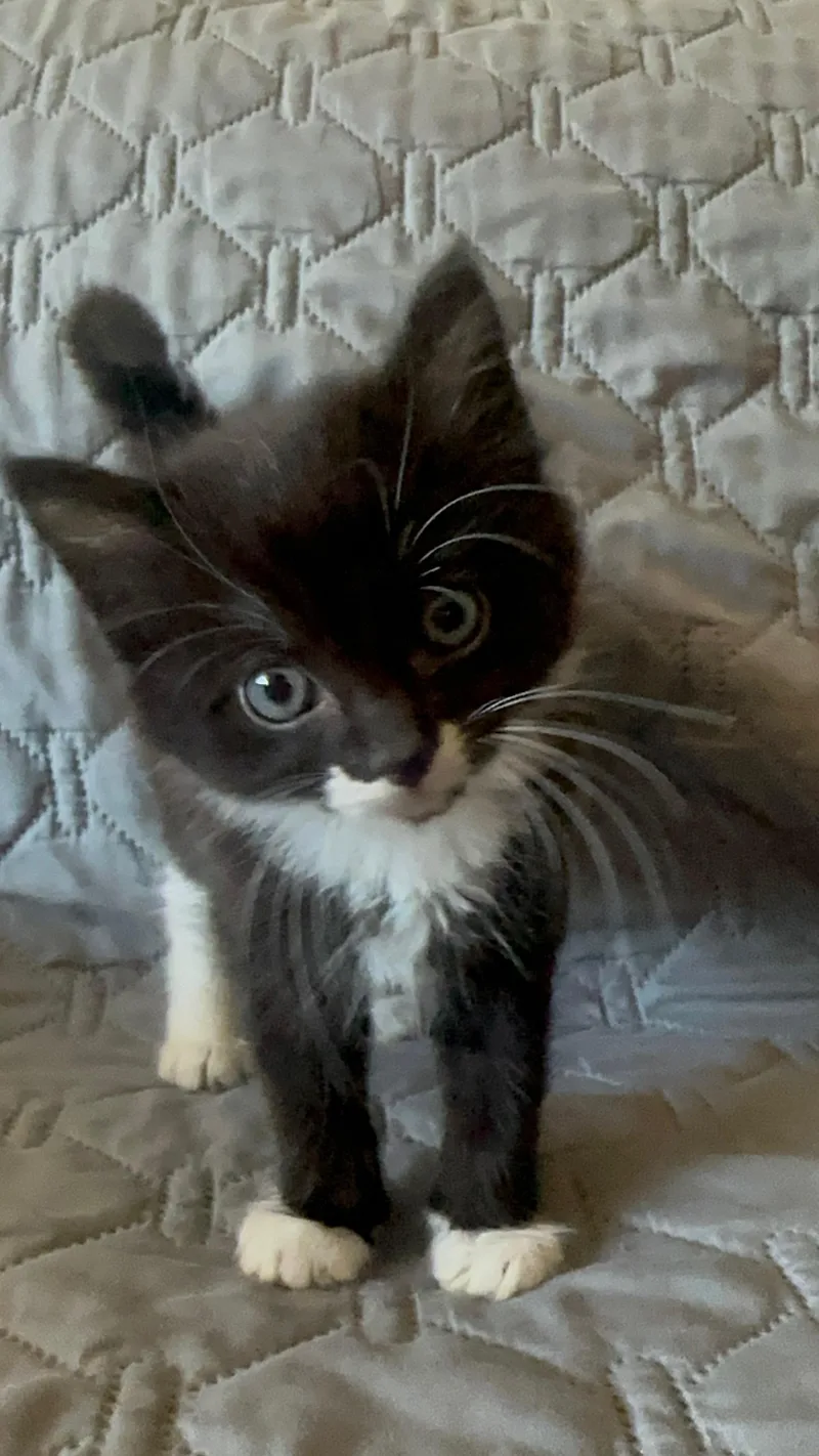 A baby small-sized male Domestic Long Hair cat named Batman for adoption in Dixon, CA