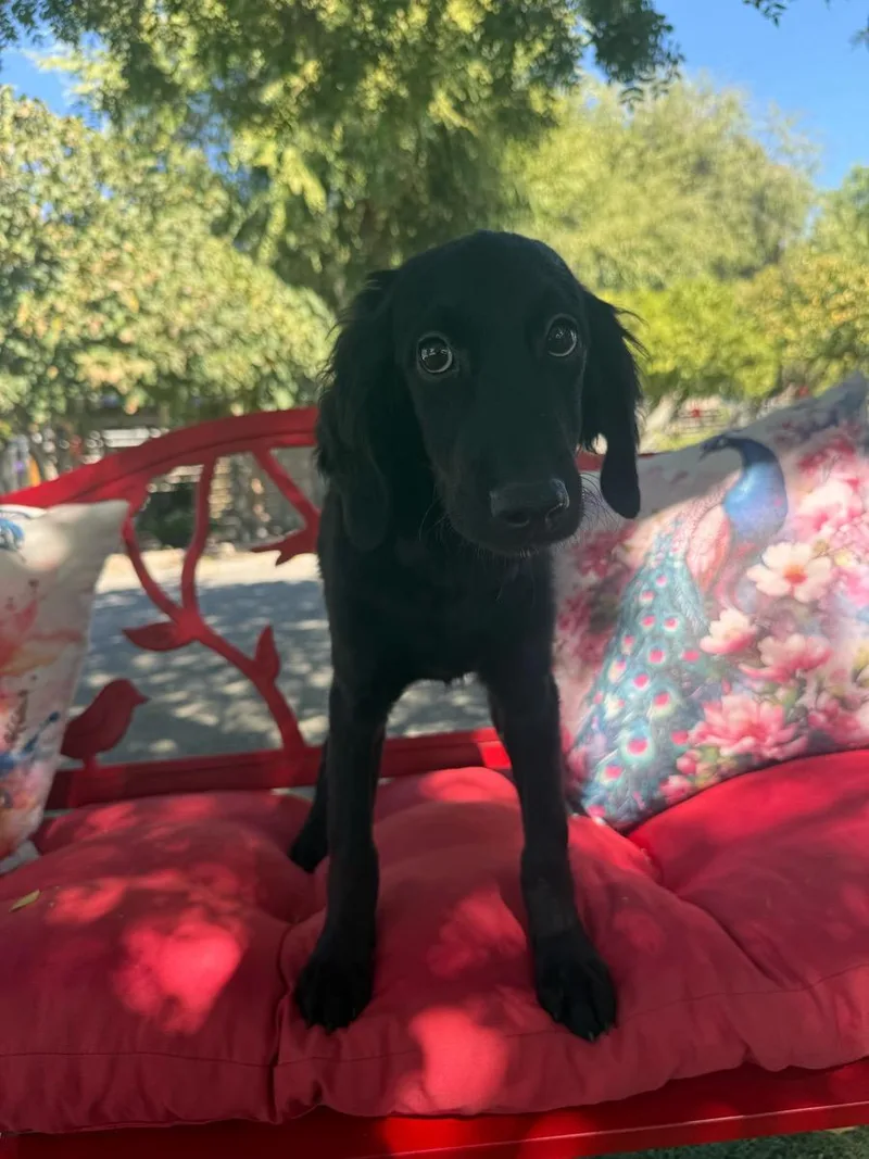 A young medium-sized male Black Goldendoodle dog named Davis for adoption in Temecula, CA