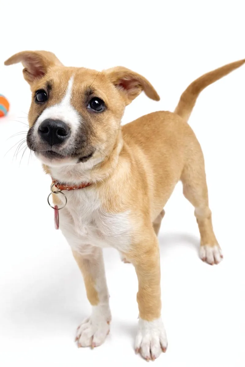 Molasses Cookie thumbnail 2