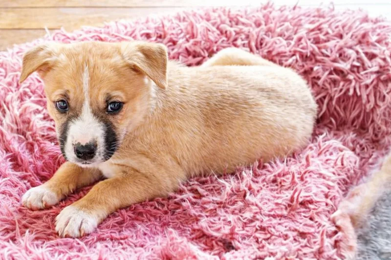 Molasses Cookie thumbnail 3