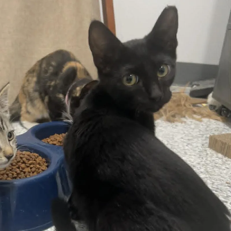 A baby small-sized male Black Domestic Short Hair cat named Phoenix for adoption in Manheim, PA