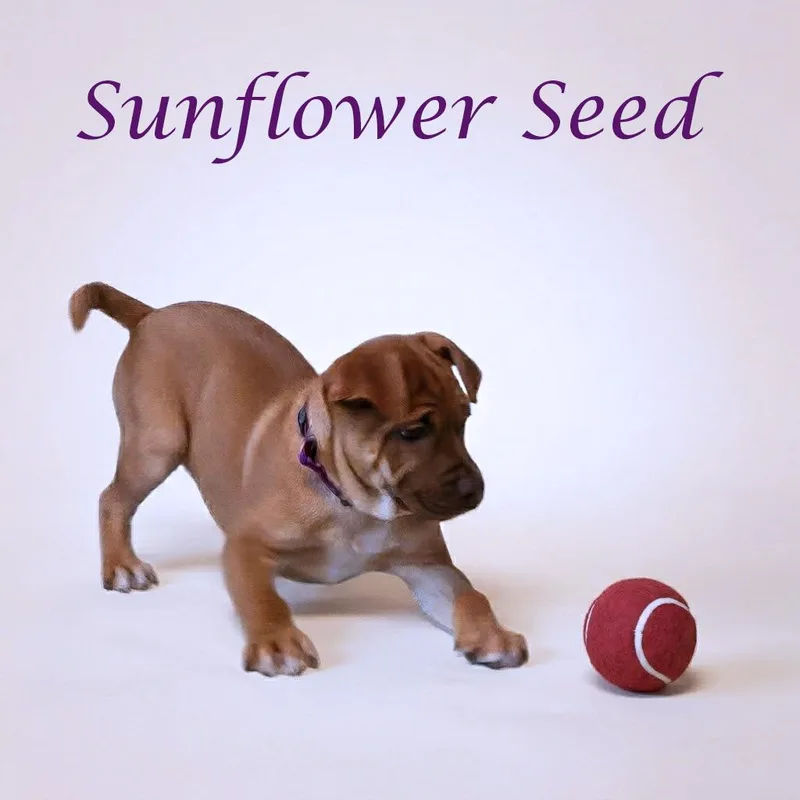 Sunflower Seed D