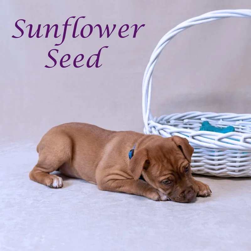 Sunflower Seed D thumbnail 3