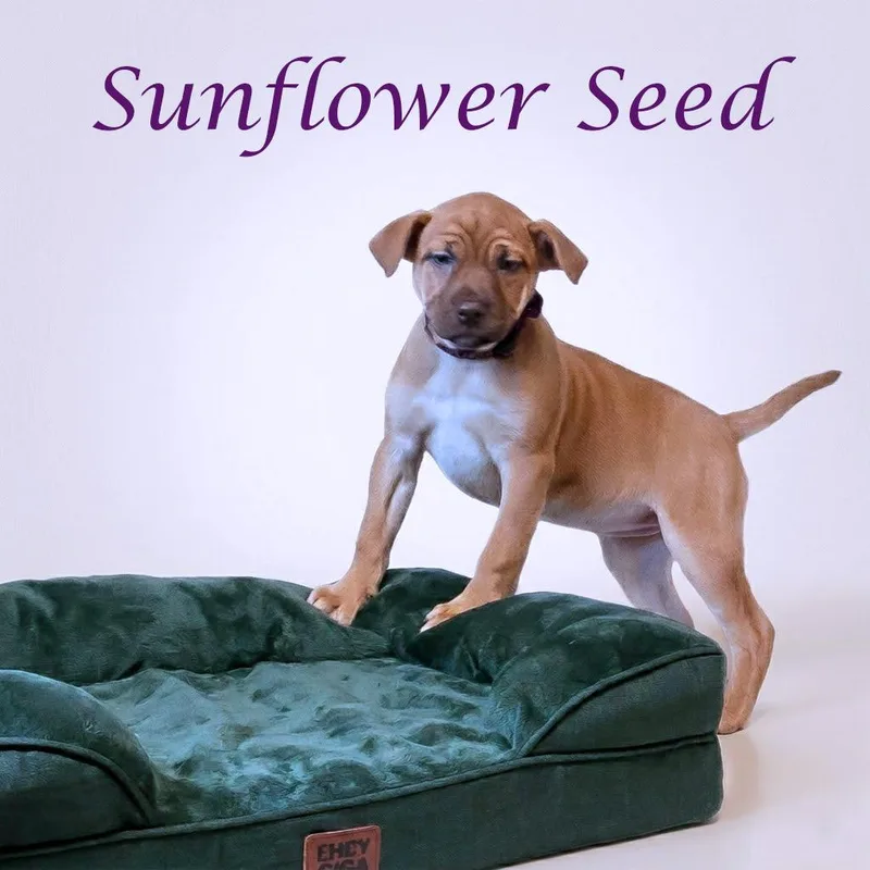 Sunflower Seed D thumbnail 4
