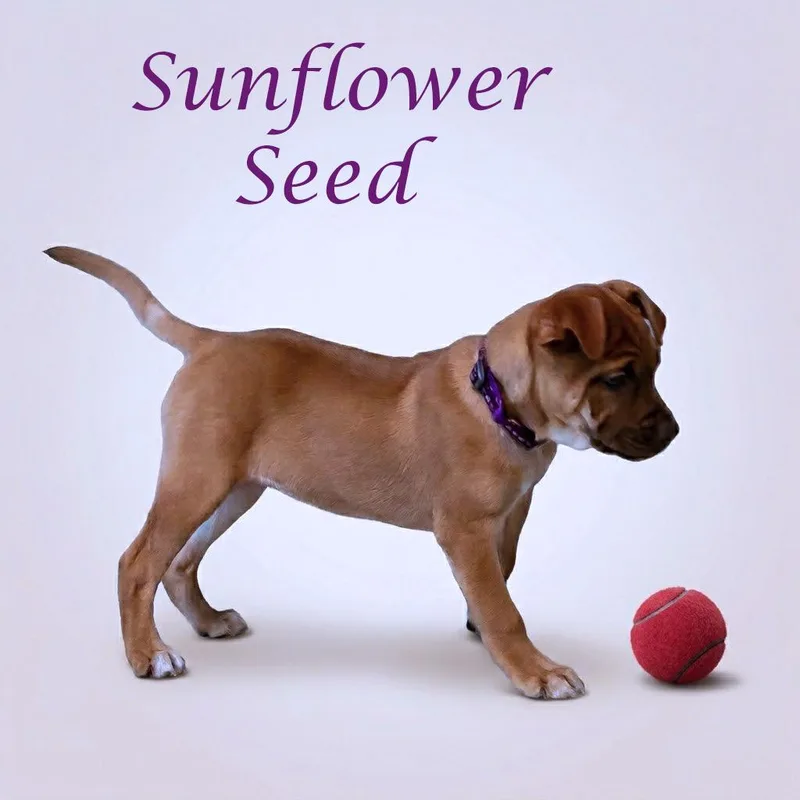 Sunflower Seed D thumbnail 6