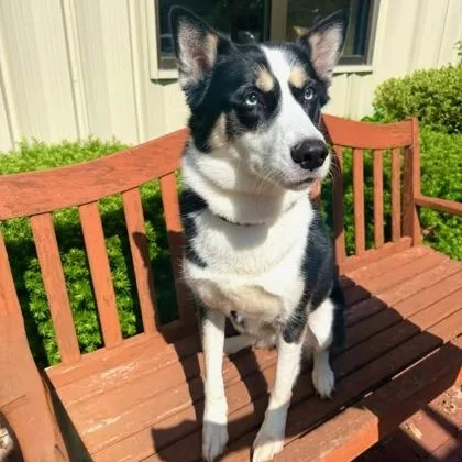 An adult large-sized female Tricolor (Brown, Black, & White) Border Collie dog named Jessie for adoption in Quincy, IL
