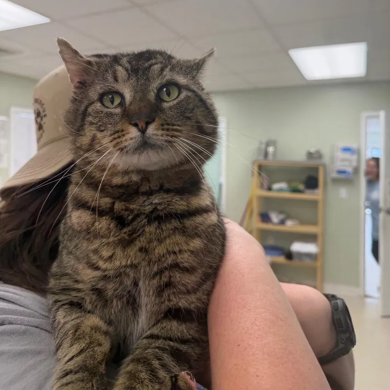 An adult large-sized male Brown / Chocolate Domestic Short Hair cat named Rooster for adoption in East Smithfield , PA