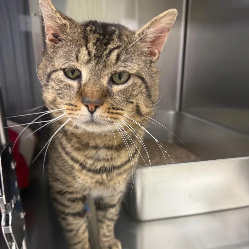 Rooster thumbnail 2