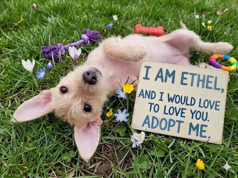A baby small-sized female West Highland White Terrier / Westie dog named Ethel for adoption in Lacey, WA